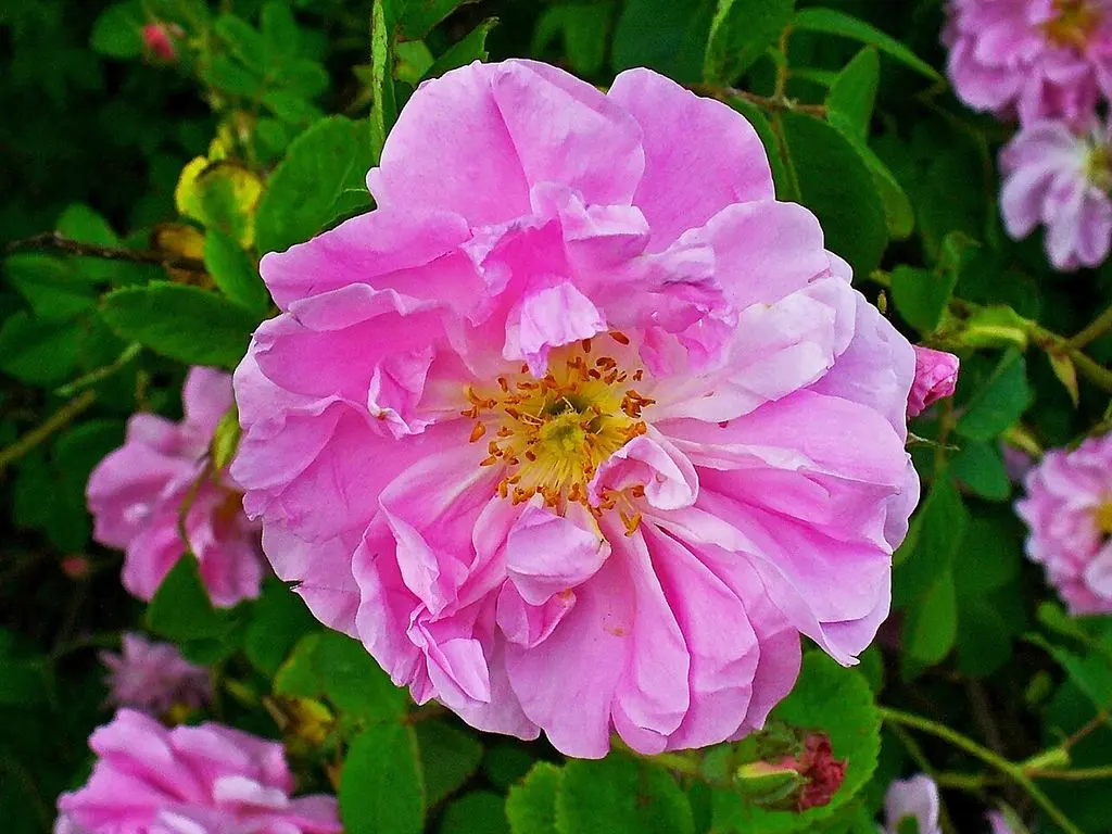 Rose water 2